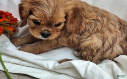 Cavalier King Charles Spaniel dogs for sale: Starlight - Image 3
