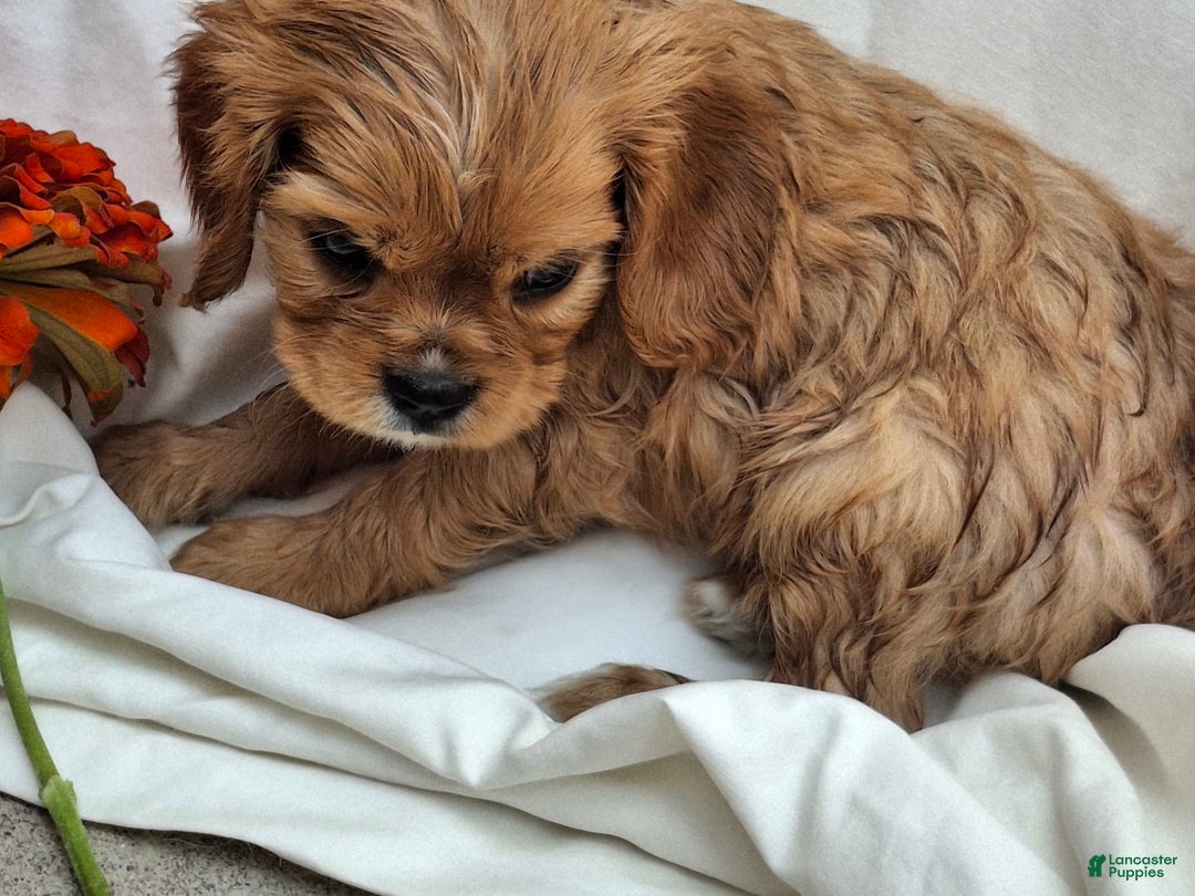 Cavalier King Charles Spaniel dogs for sale: Starlight - Image 3