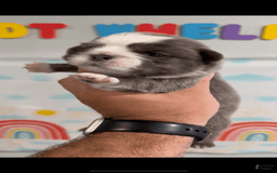 French Bulldog dogs for sale: Fluffy Panda Female 2 - Image 9