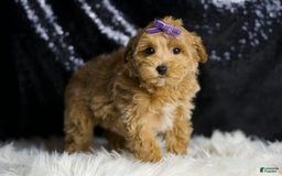 Maltipoo dogs for sale: Felicity - Image 5