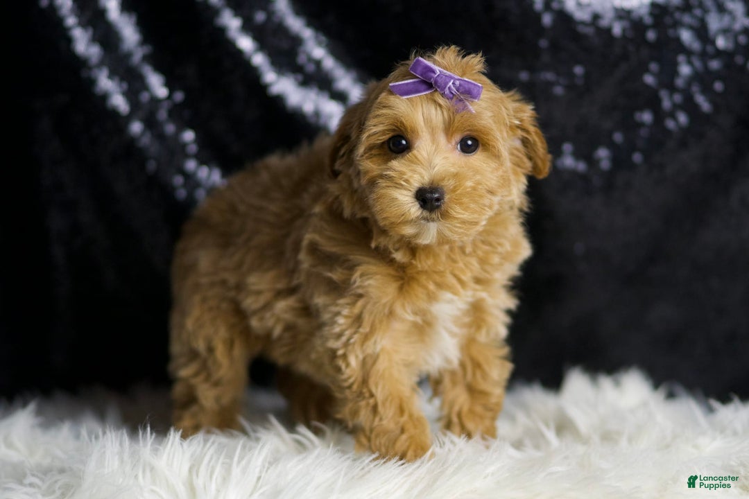 Maltipoo dogs for sale: Felicity - Image 5