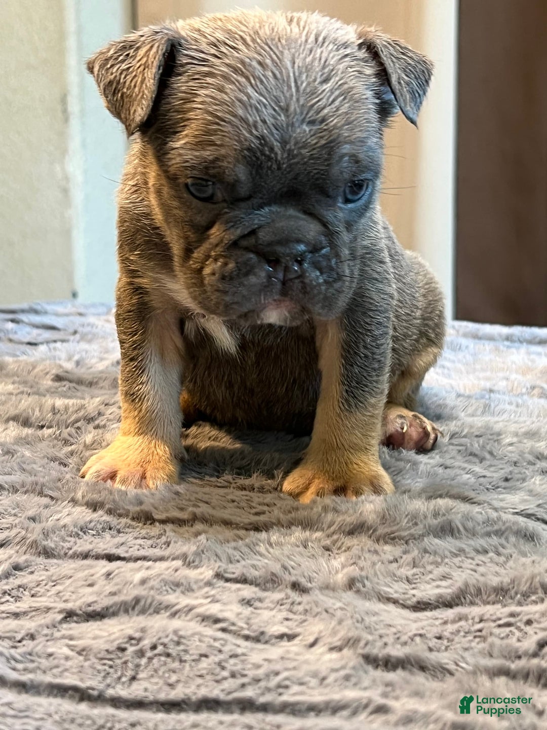 English Bulldog dogs for sale: Rena - Image 2