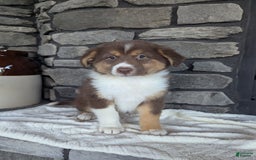 Australian Shepherd dogs for sale: Hazel - Image 1