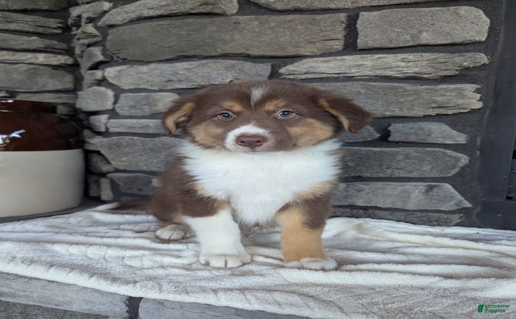 Australian Shepherd dogs for sale - Ad 3