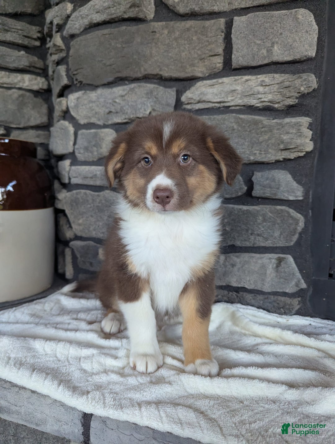 Australian Shepherd dogs for sale: Hazel - Image 1