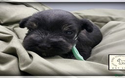 Miniature Schnauzer dogs for sale: River - Image 4