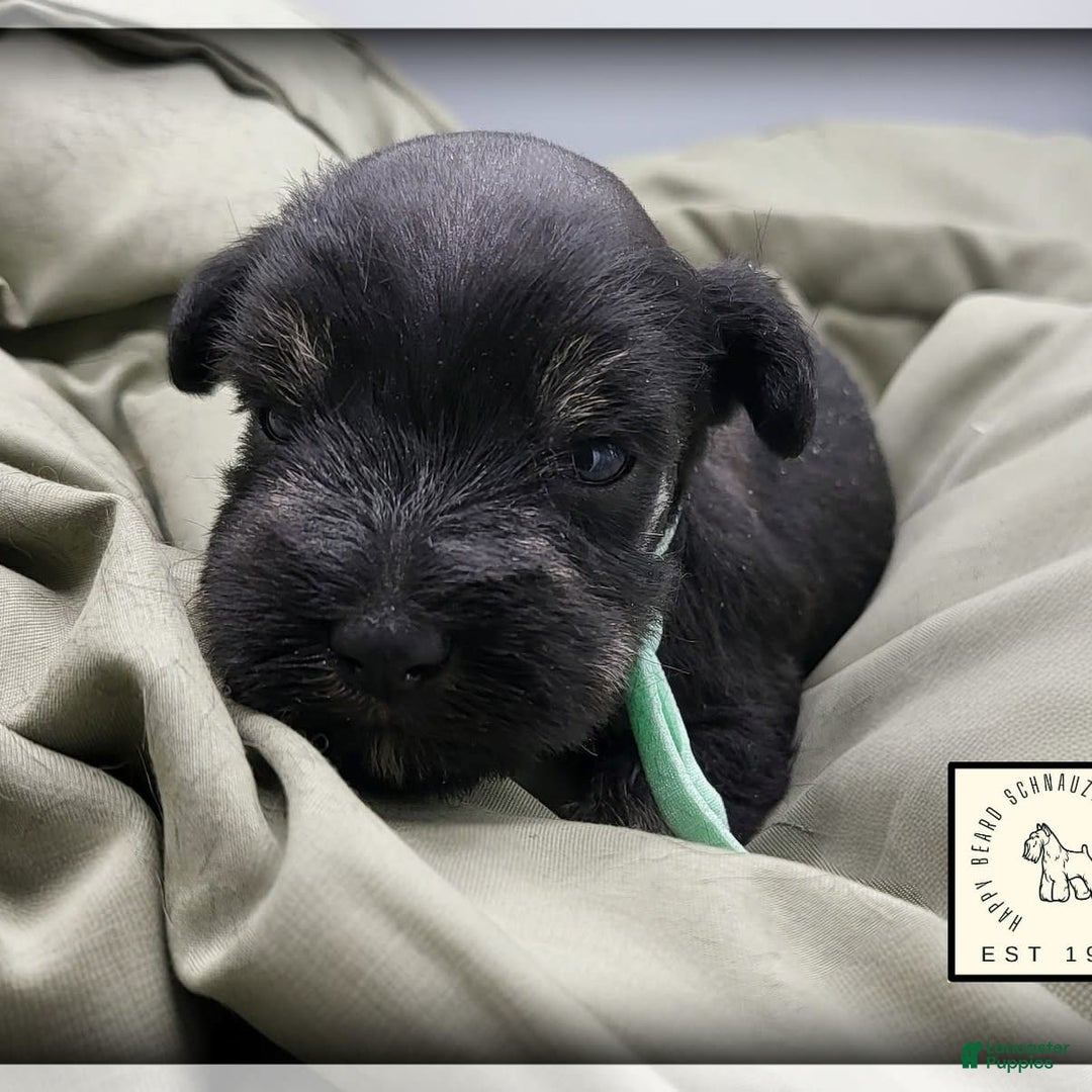 Miniature Schnauzer dogs for sale: River - Image 4