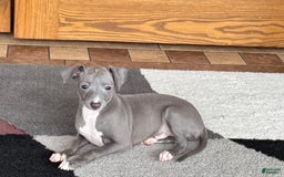 Italian Greyhound dogs for sale: Cj - Image 1