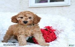 Mini Goldendoodle dogs for sale: Sheila - Image 1