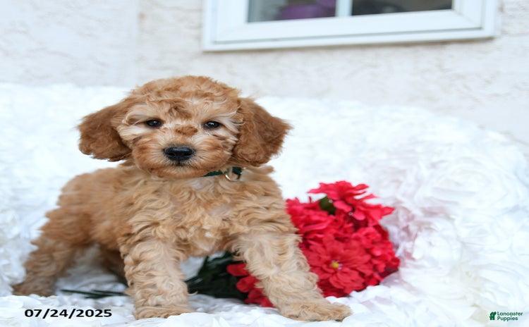 Mini Goldendoodle dogs for sale - Ad 3