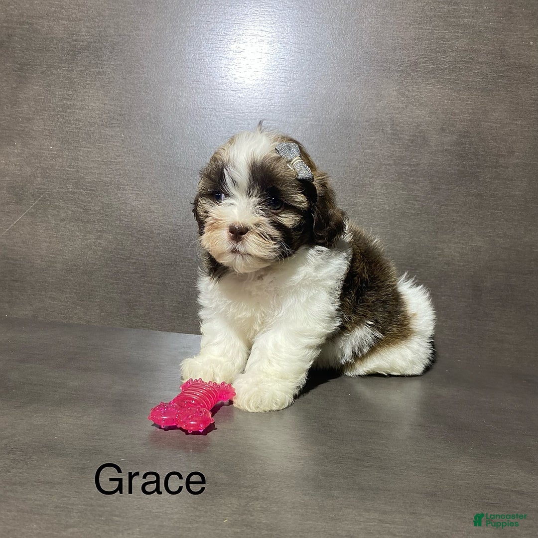 Shihpoo dogs for sale: Grace - Image 1