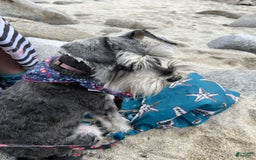 Miniature Schnauzer dogs for sale: Puppy2blue - Image 4
