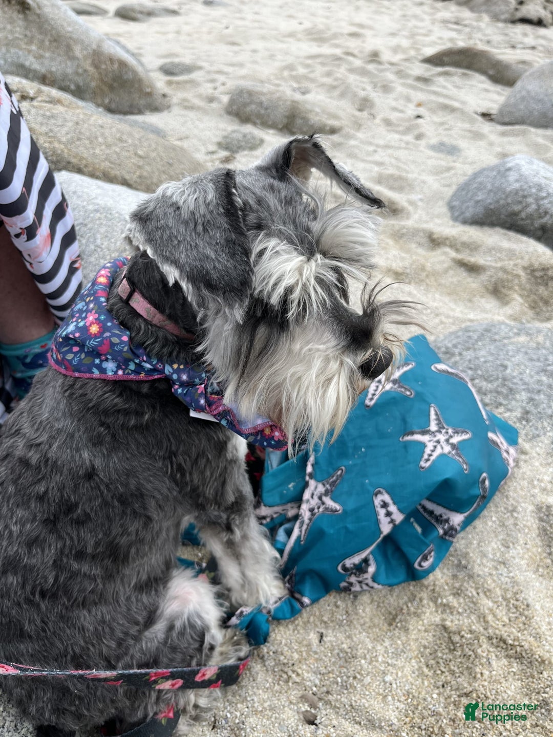 Miniature Schnauzer dogs for sale: Puppy2blue - Image 4