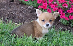 Welsh Corgi Pembroke dogs for sale: Dawson - Image 4