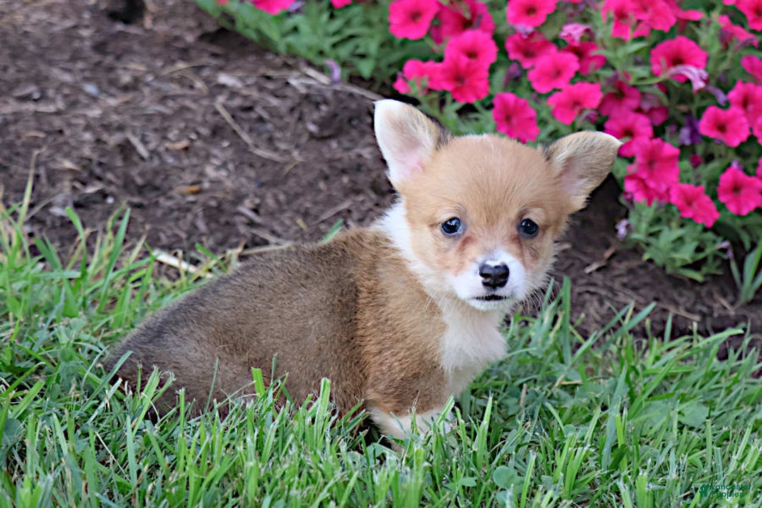 Welsh Corgi Pembroke dogs for sale: Dawson - Image 4