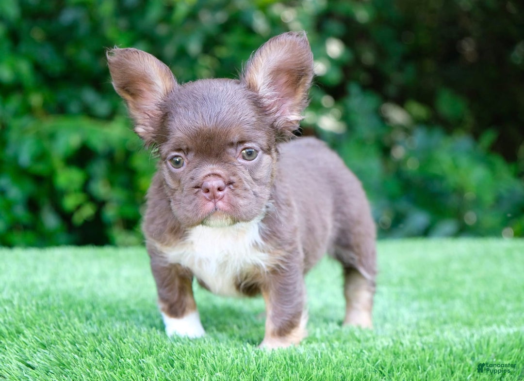 French Bulldog dogs for sale: Rojo Lady - Image 2