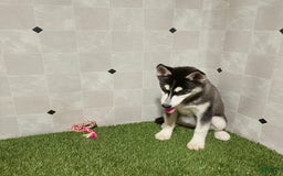 Siberian Husky dogs for sale: Lassie - Image 3