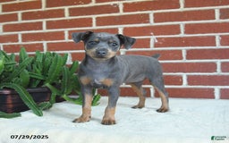 Miniature Pinscher dogs for sale: Josie - Image 2