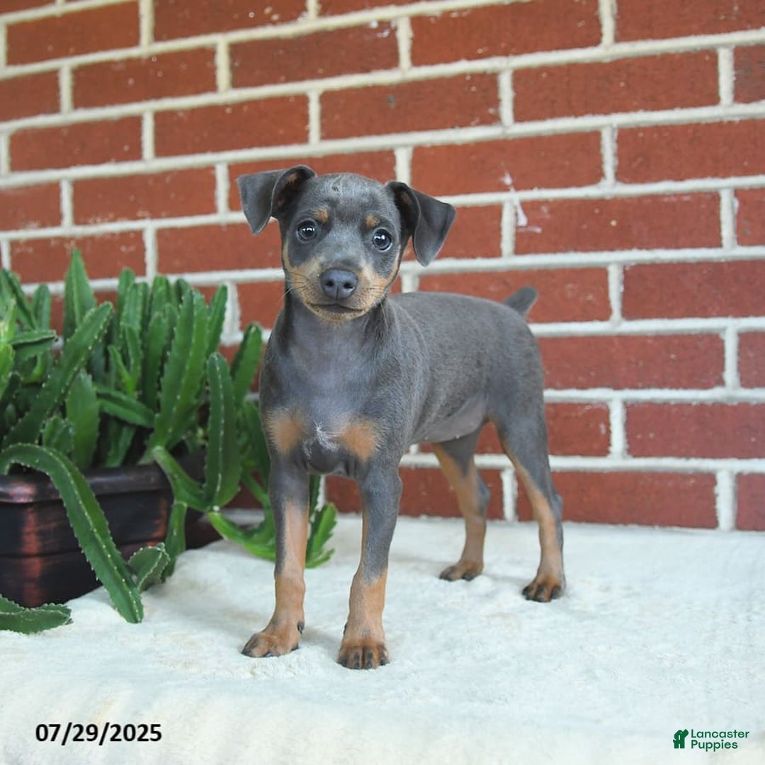 Miniature Pinscher dogs for sale: Josie - Image 2