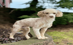 Mini Goldendoodle dogs for sale: Sunflower F1b - Image 10