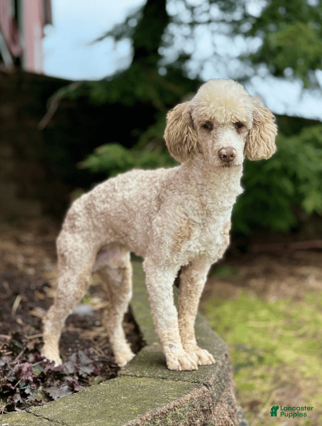 Mini Goldendoodle dogs for sale: Sunflower F1b - Image 10