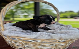 American Bully dogs for sale: Shadow - Image 6