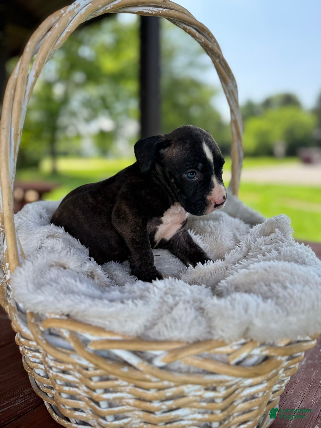 American Bully dogs for sale: Shadow - Image 6