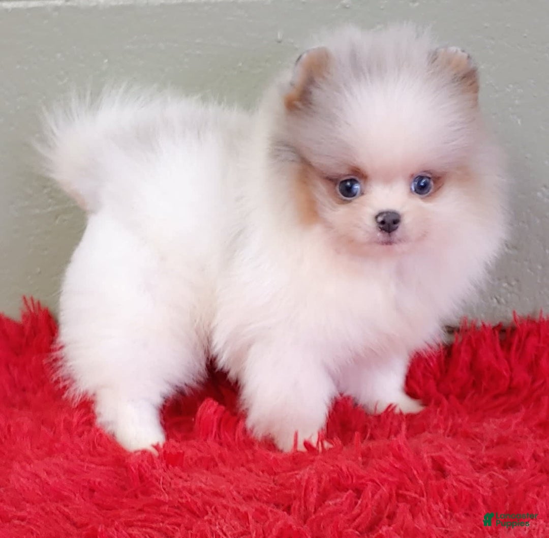 Pomeranian dogs for sale: Joker - Image 4