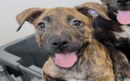 American Staffordshire Terrier dogs for sale: Riot - Image 2
