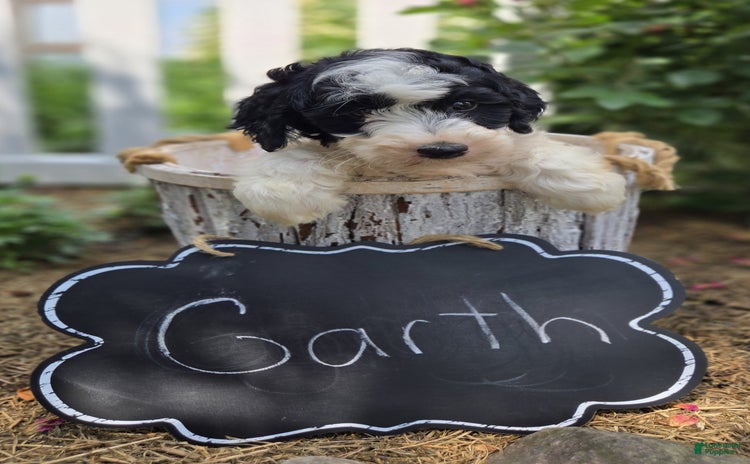Bernedoodle dogs for sale - Ad 3