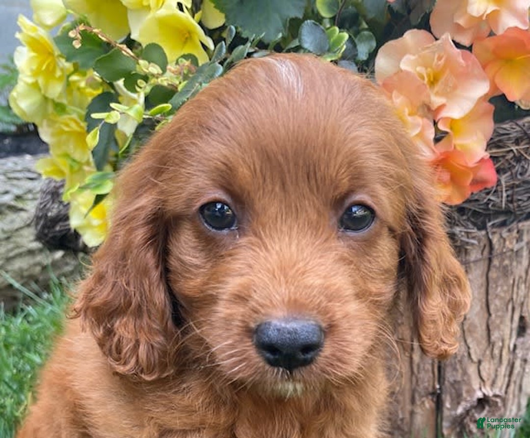 Cavapoo dogs for sale: Parker - Image 2