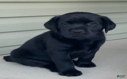 Labrador Retriever dogs for sale: Lilly - Image 11