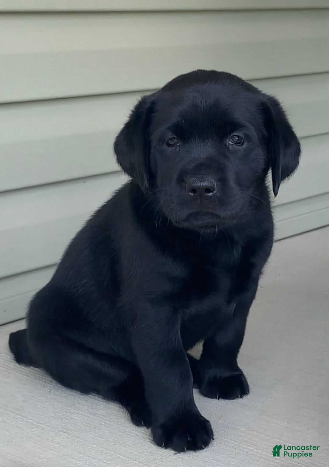 Labrador Retriever dogs for sale: Lilly - Image 11