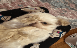 Shih Tzu dogs for sale: Bogie - Image 2