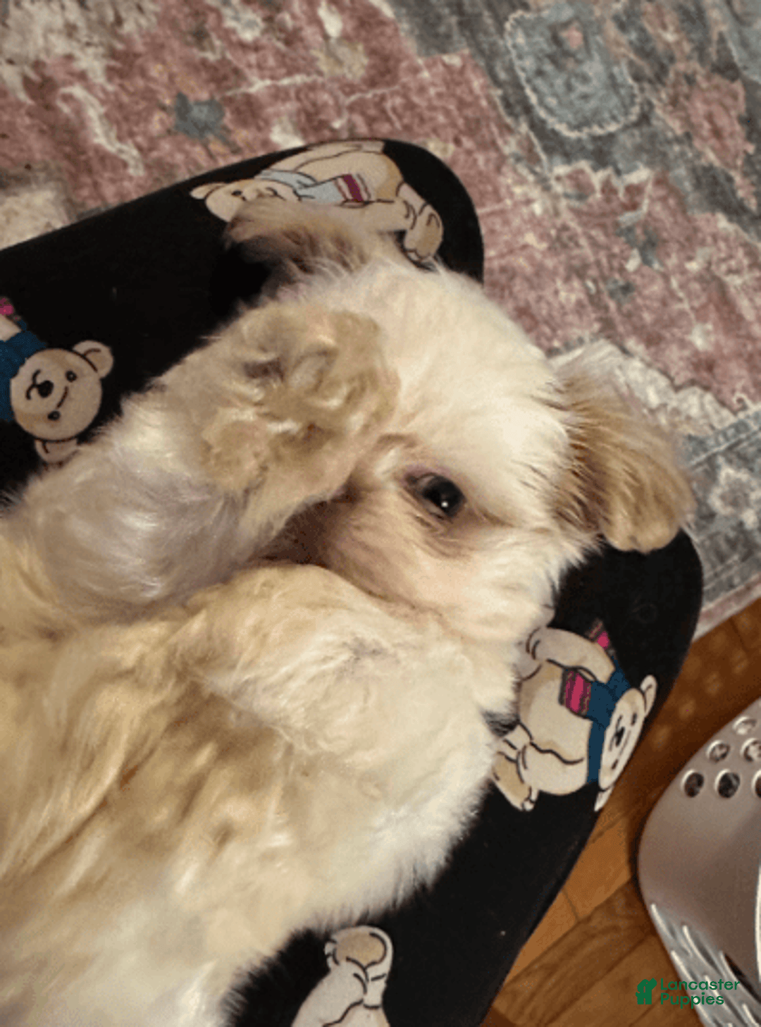 Shih Tzu dogs for sale: Bogie - Image 2