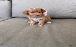  dogs for sale: Mini Goldendoodle 6 puppies - Image 6