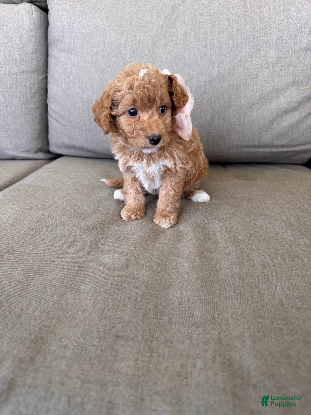  dogs for sale: Mini Goldendoodle 6 puppies - Image 6