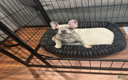 French Bulldog dogs for sale: French Bulldog 1 puppies - Image 1