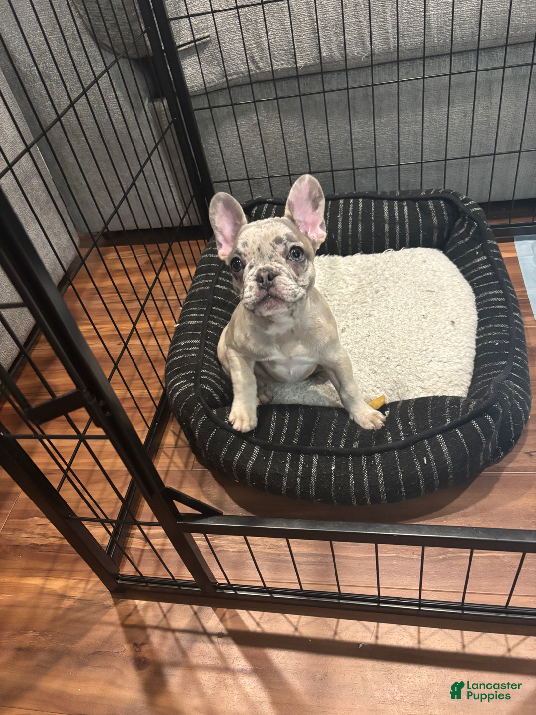 French Bulldog dogs for sale: French Bulldog 1 puppies - Image 1