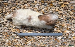 Teddy Bear dogs for sale: Marshmallow - Image 15