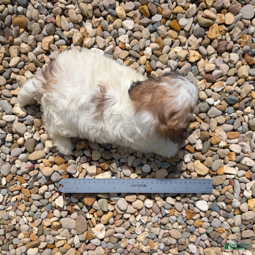 Teddy Bear dogs for sale: Marshmallow - Image 15