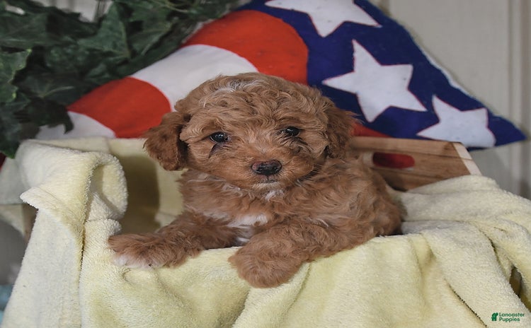 Miniature Poodle dogs for sale - Ad 1