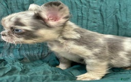 French Bulldog dogs for sale: Fluffy French Bulldog - Image 3