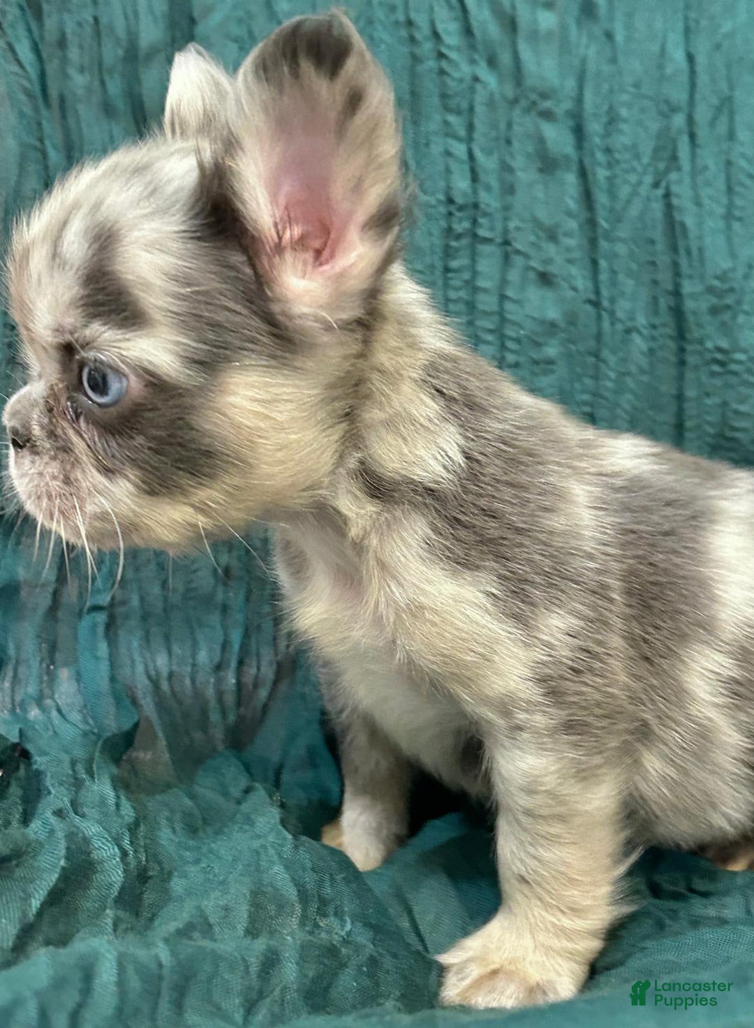 French Bulldog dogs for sale: Fluffy French Bulldog - Image 3