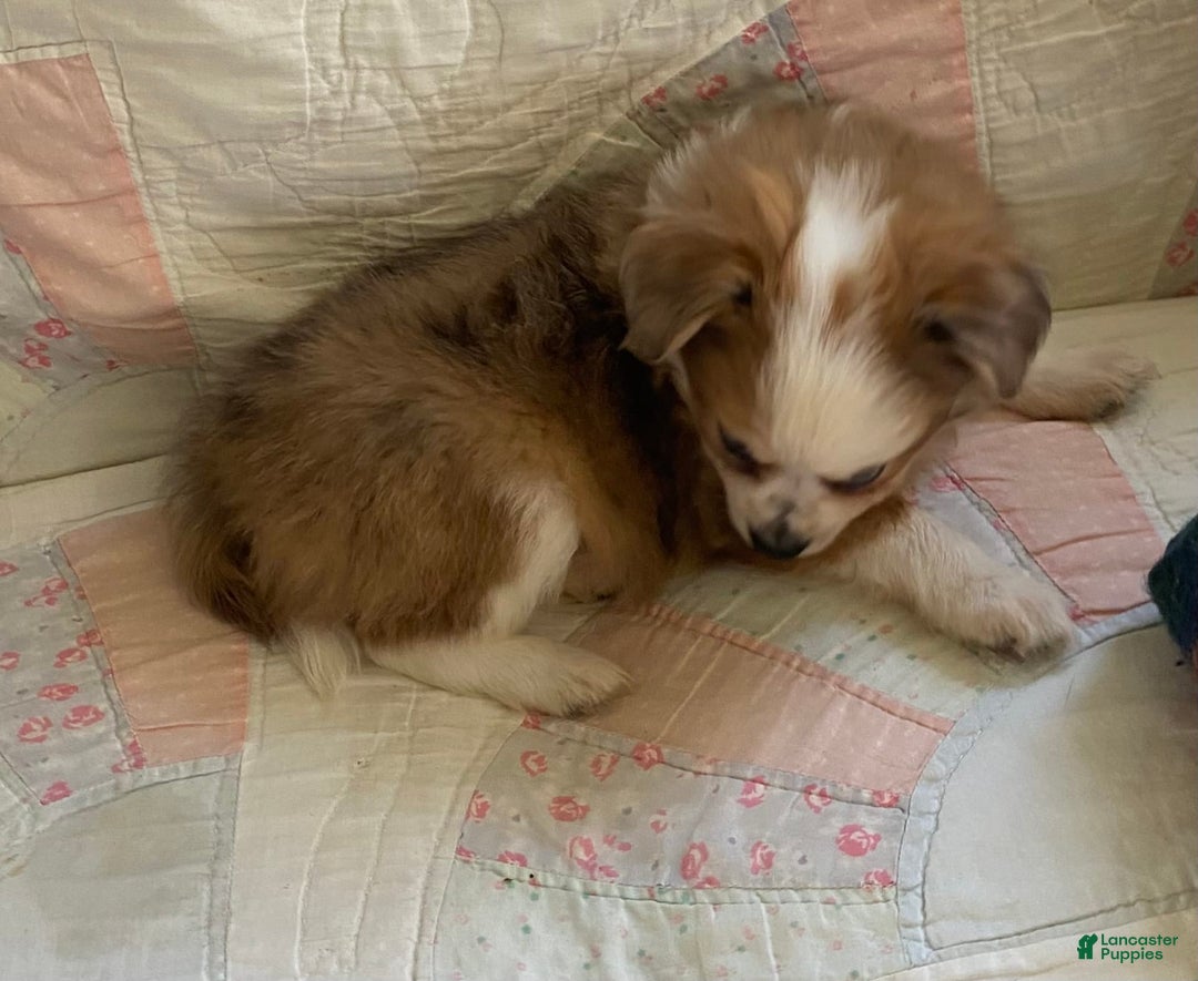 Pomchi dogs for sale: Taner - Image 1