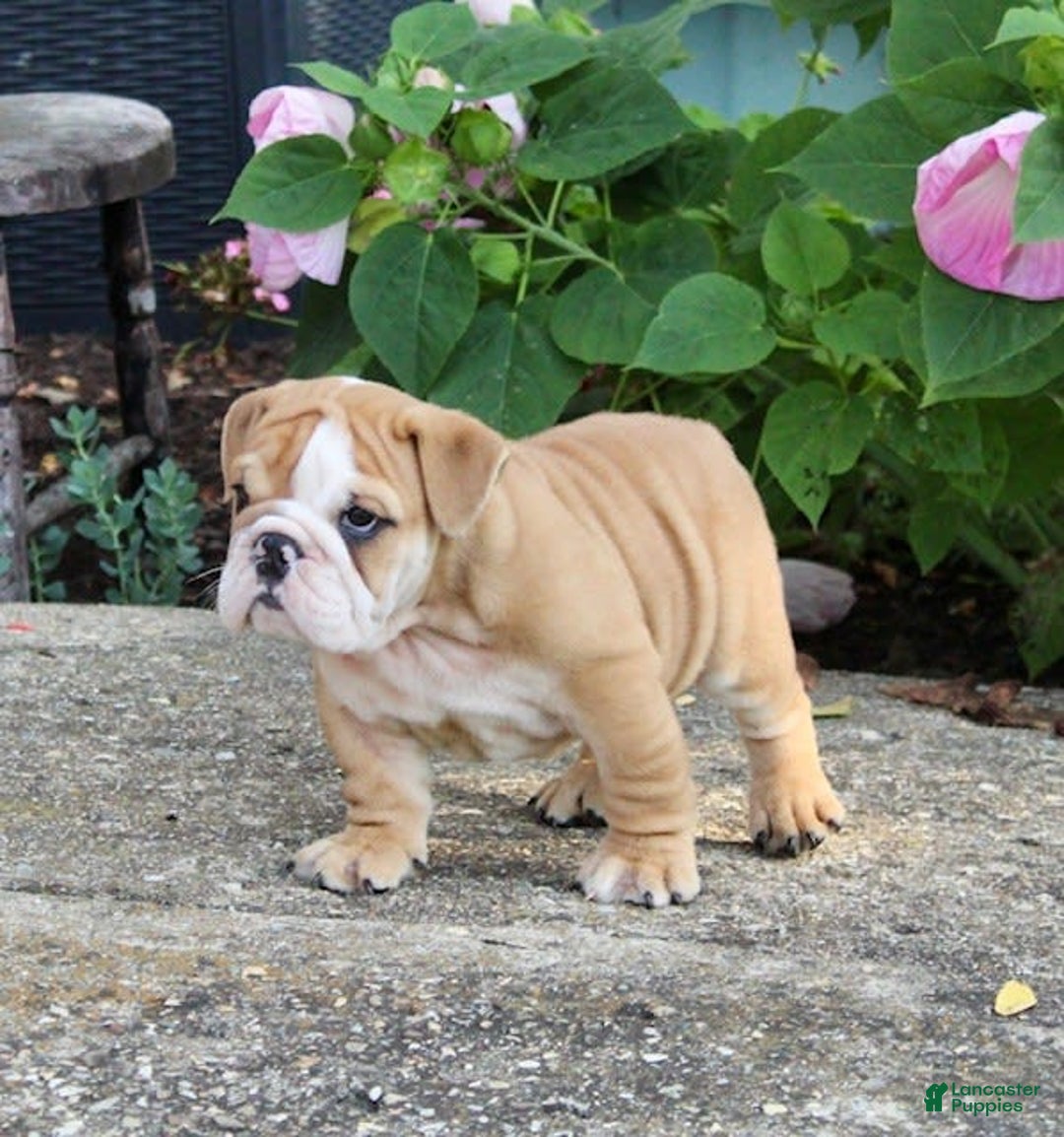 English Bulldog dogs for sale: Wyatt - Image 9