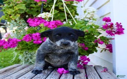 Australian Cattle Dog dogs for sale: Brenda - Image 5