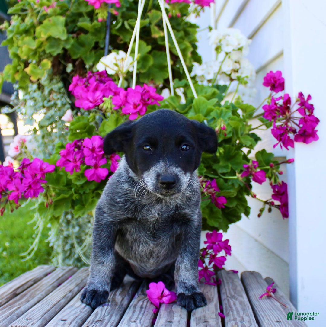 Australian Cattle Dog dogs for sale: Brenda - Image 5