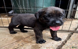 Cane Corso dogs for sale: "   Biggie Smallz" - Listing for pets: "   Biggie Smallz" - Image 2