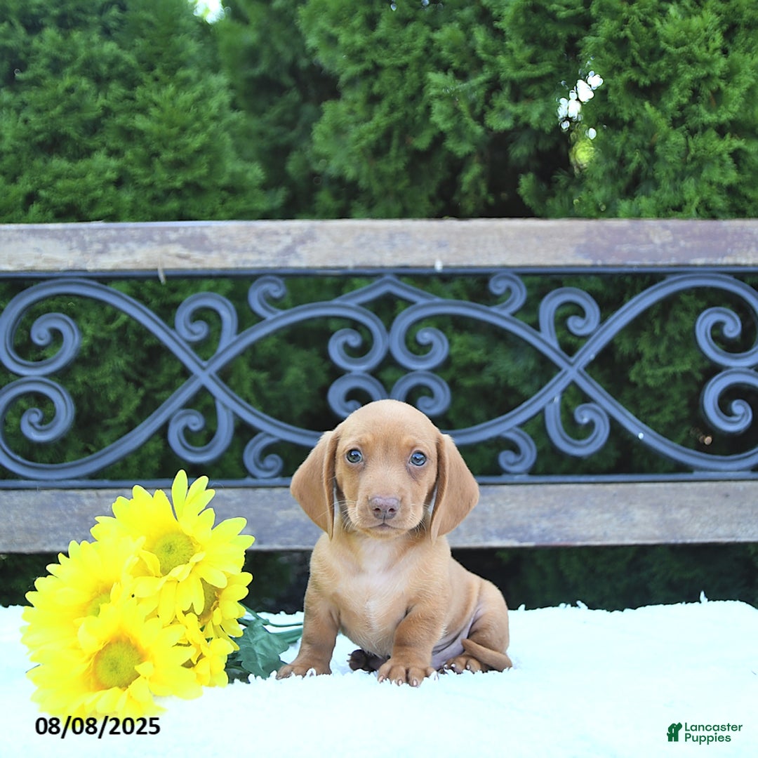Miniature Dachshund dogs for sale: Otis - Image 1